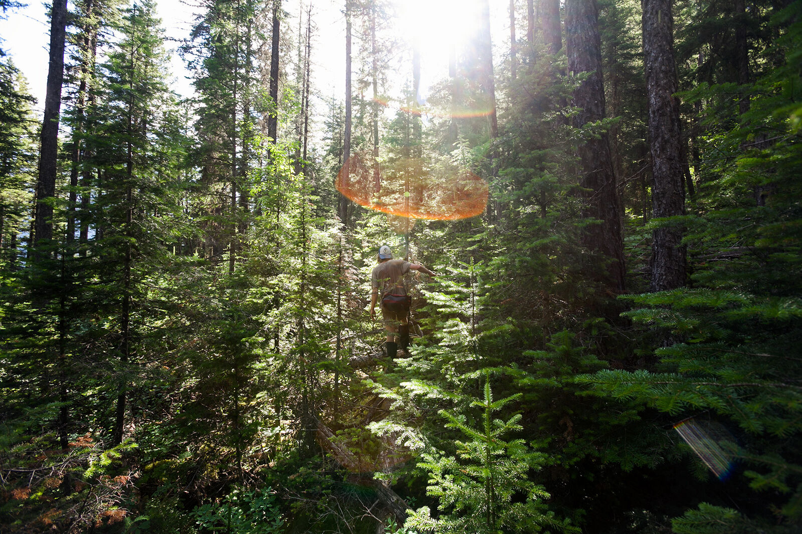 Bushwhacking in Glacier National Park, Montana