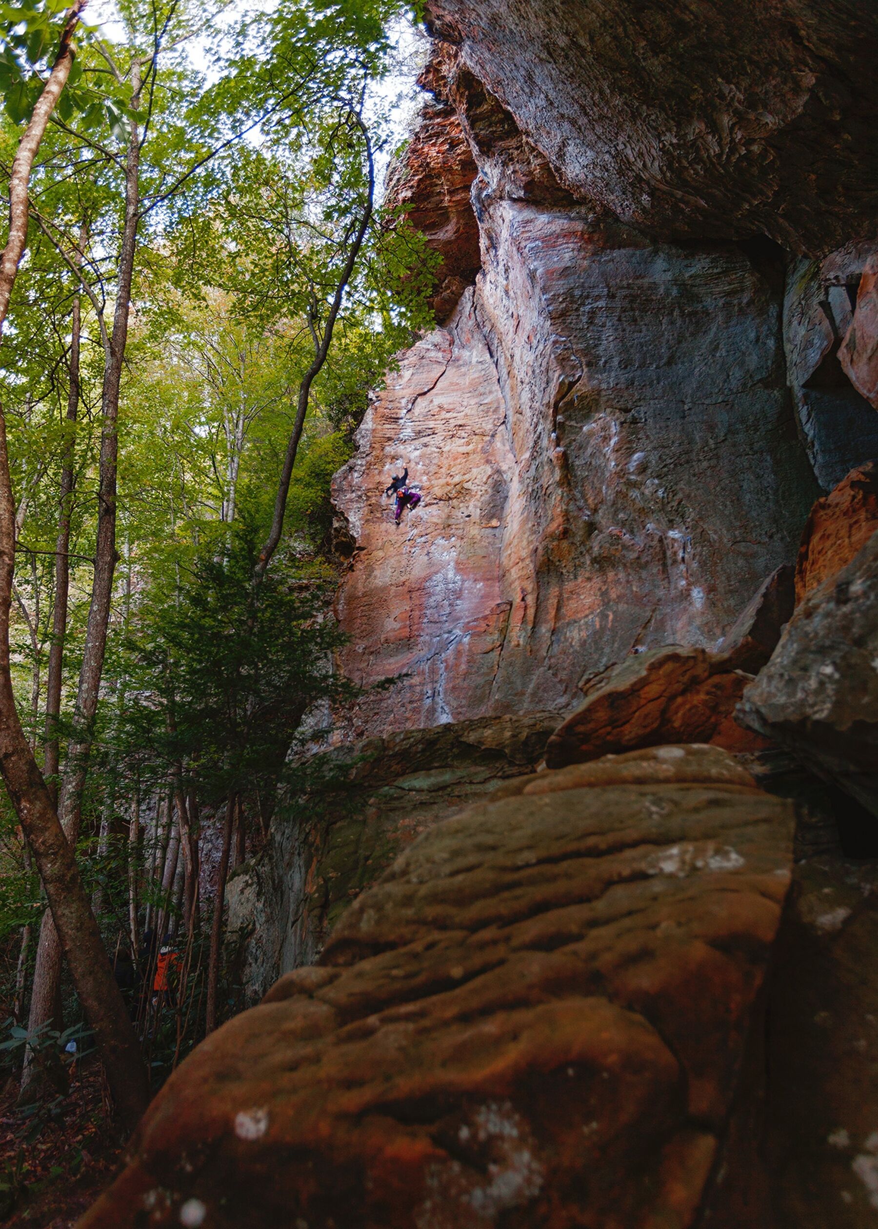 Portrait-oriented color photograph. A wide shot of a large, colorful sandstone rock formation dominates most of the frame except for the upper left third, which is filled with the green and yellow leaves of treetops. The rock formation is cove-like, with the left side exposed to the vantage point and the right side closing in and dropping into shadow. Near the center of the frame a swath of sunlight illuminates a near-vertical face of the rock formation that has bands color in shades of yellow, red, and orange. A rock climber can be seen near the top of this vertical face in an active position, mid-climb.