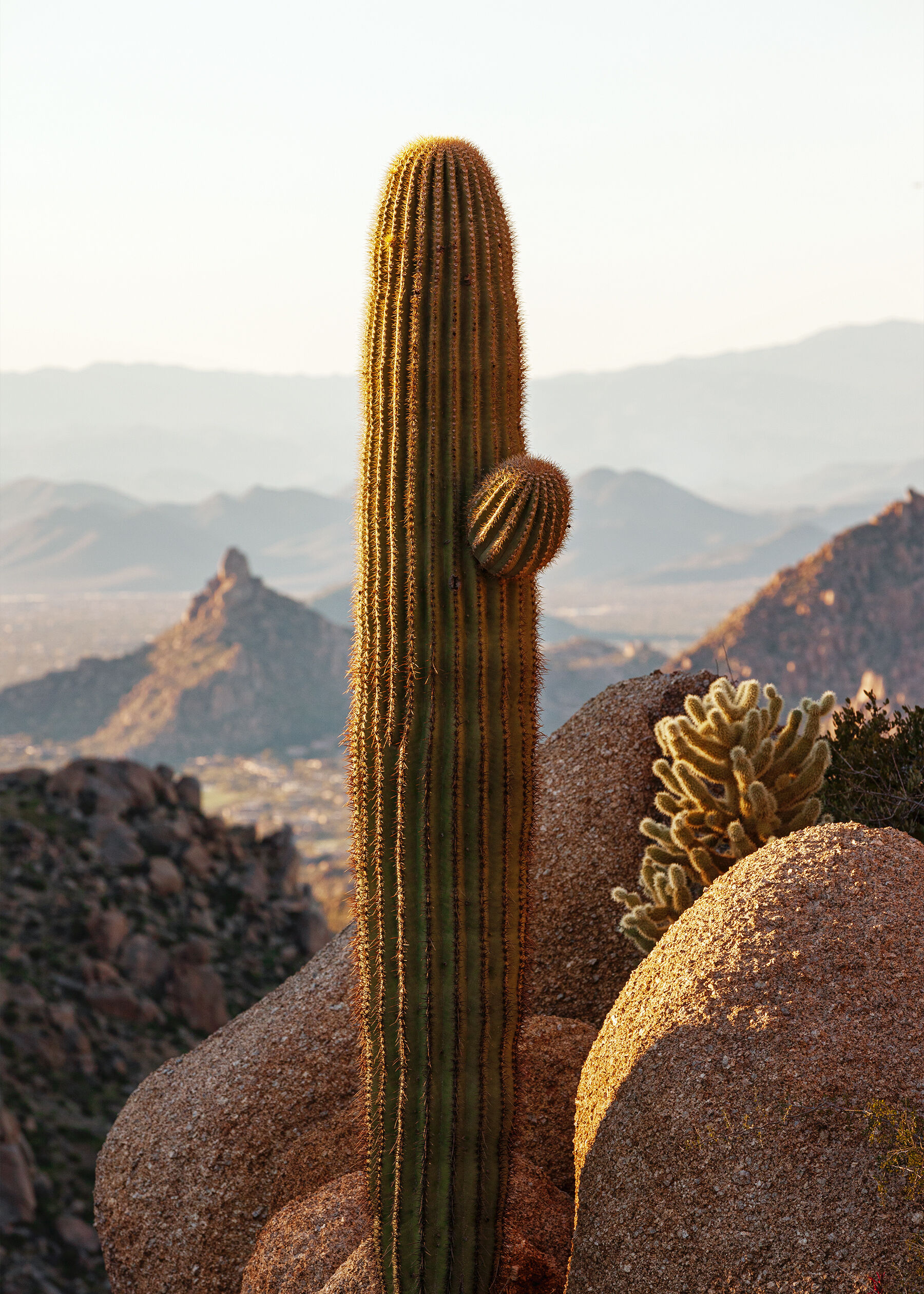 Saguaro cactus at Tom's Thumb, Arizona with layers of sunlit mountains in the background