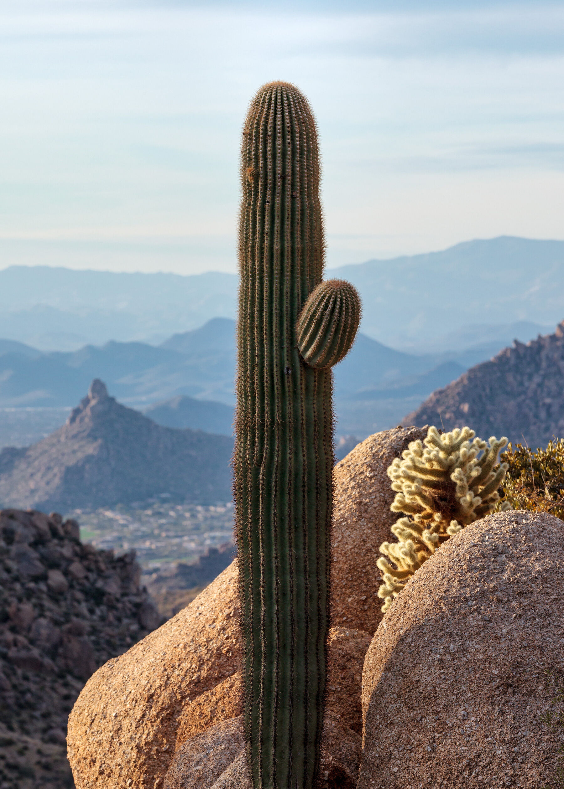 Saguaro cactus at Tom's Thumb, Arizona with cool evening light on layers of mountains in the backgorund