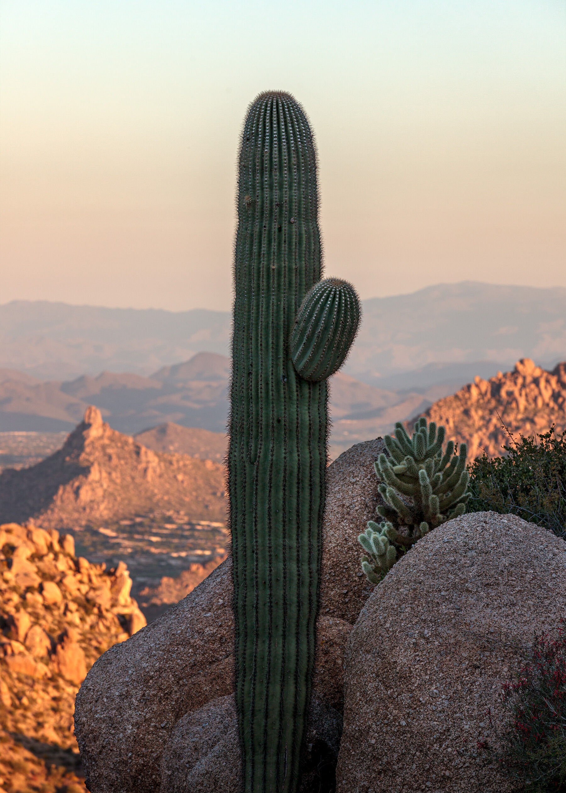 Saguaro cactus at Tom's Thumb, Arizona with warm sunrise light on layers of mountains in the backgorund