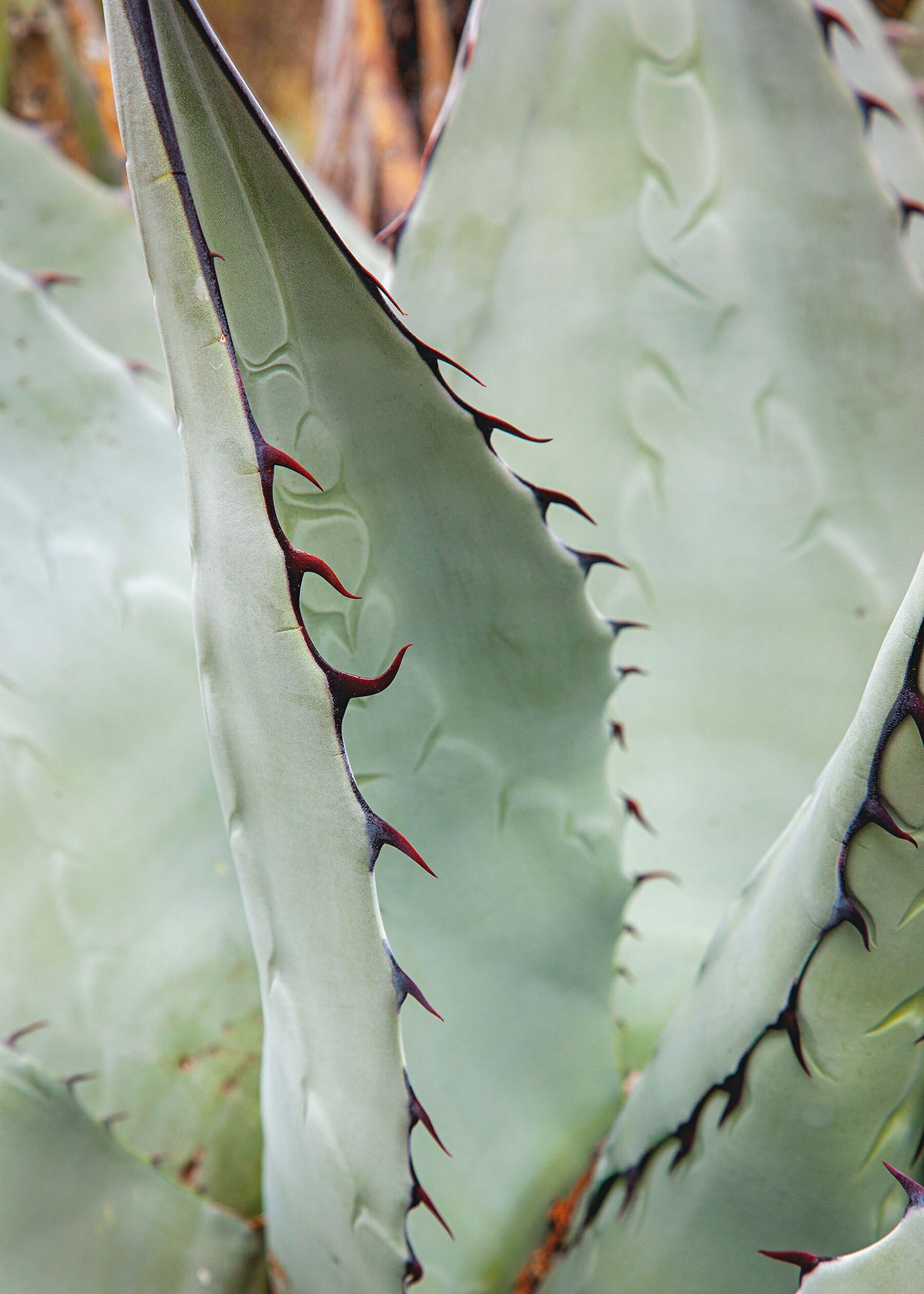 A Century Plant in Big Bend National Park, Texas