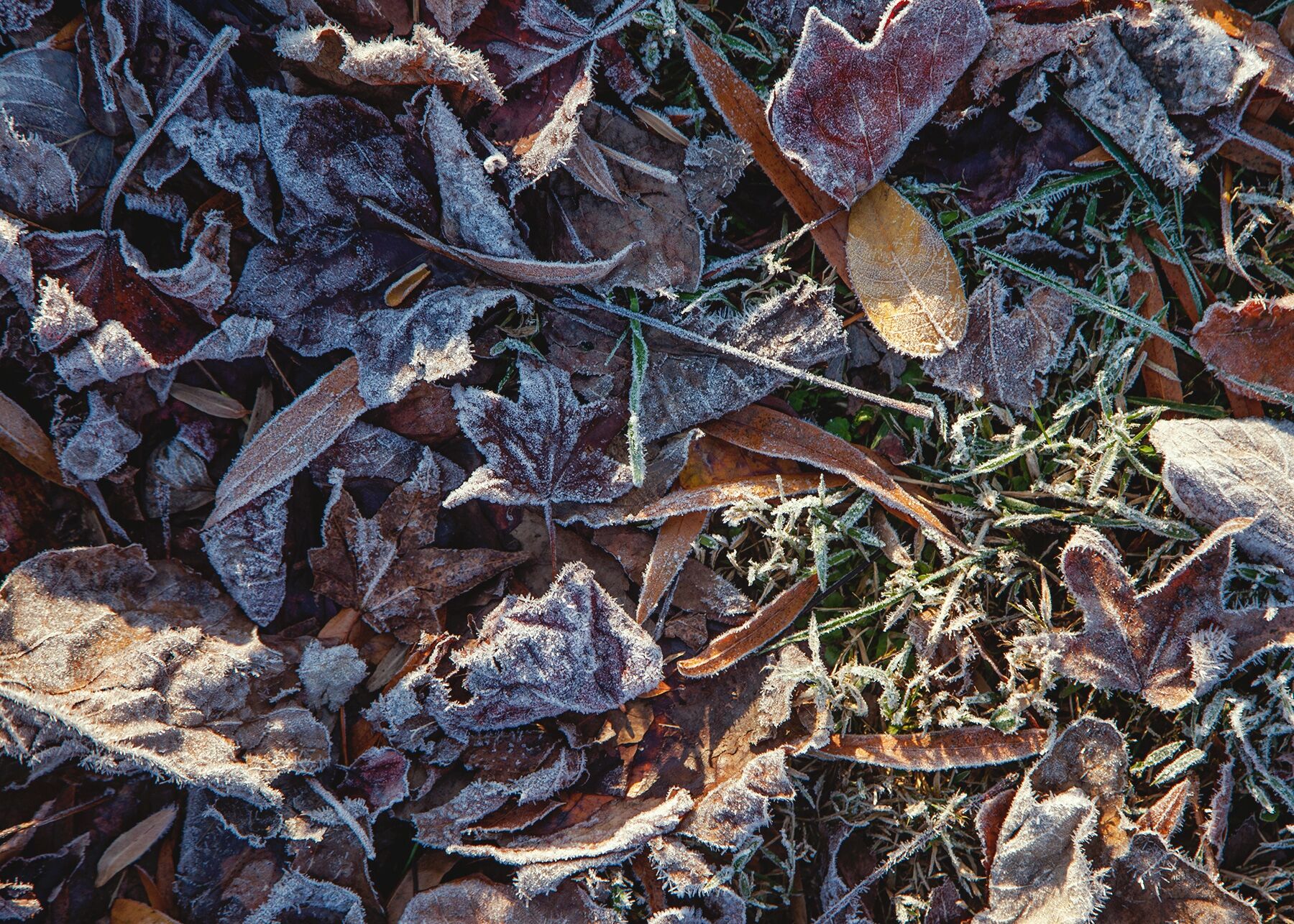 Frost-covered leaves on the ground in Gatlinburg, Tennessee