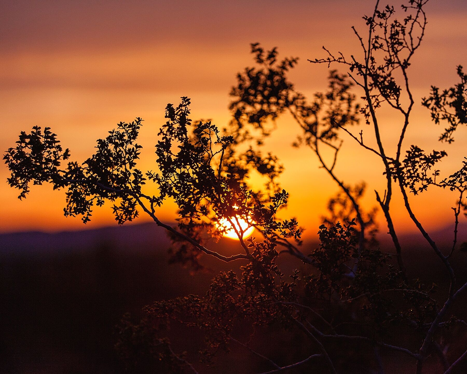A bush silhouetted by the rising sun in Joshua Tree, California