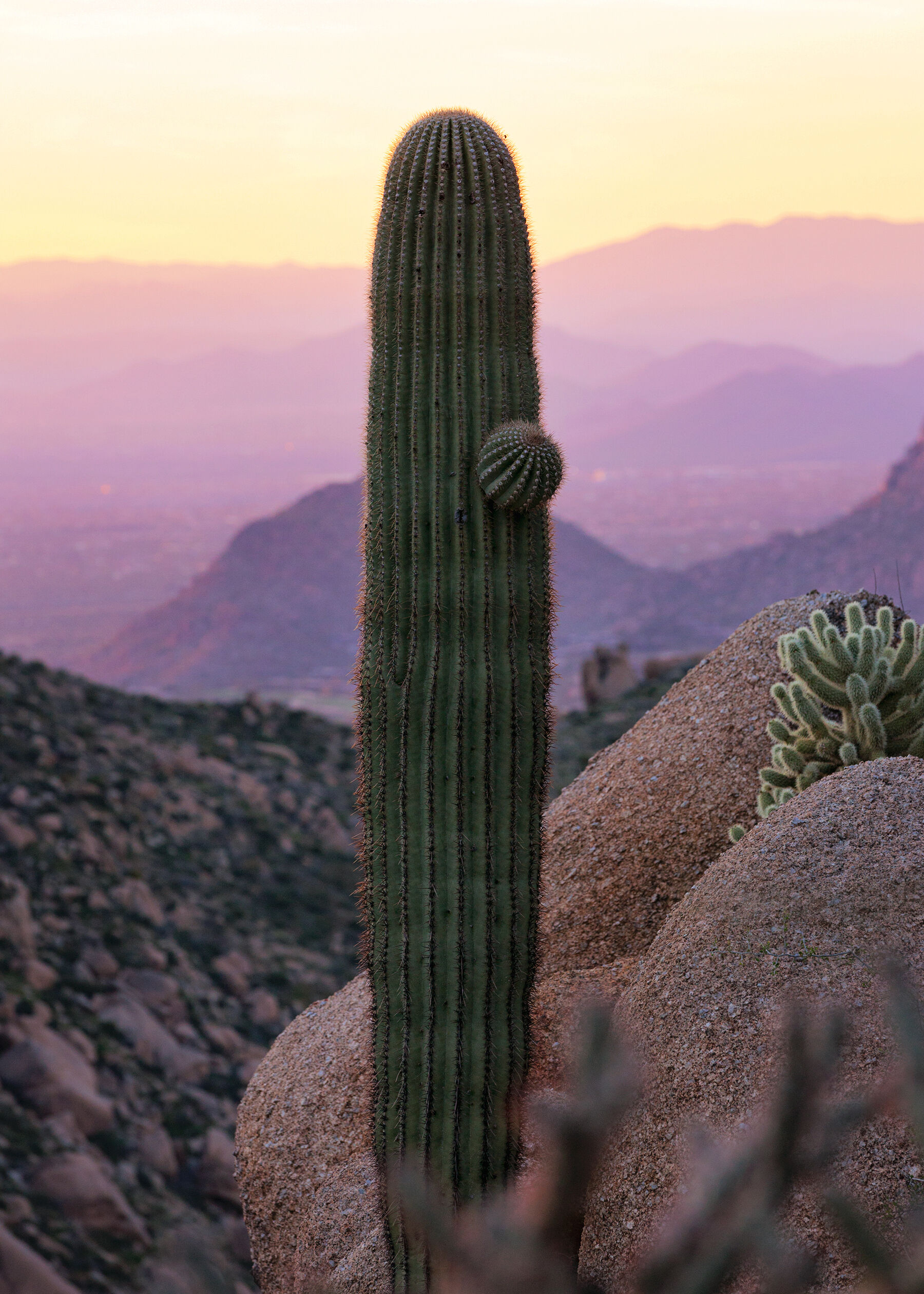 Saguaro Cactus at Tom's Thumb, Arizona with sunset-washed mountains in the background