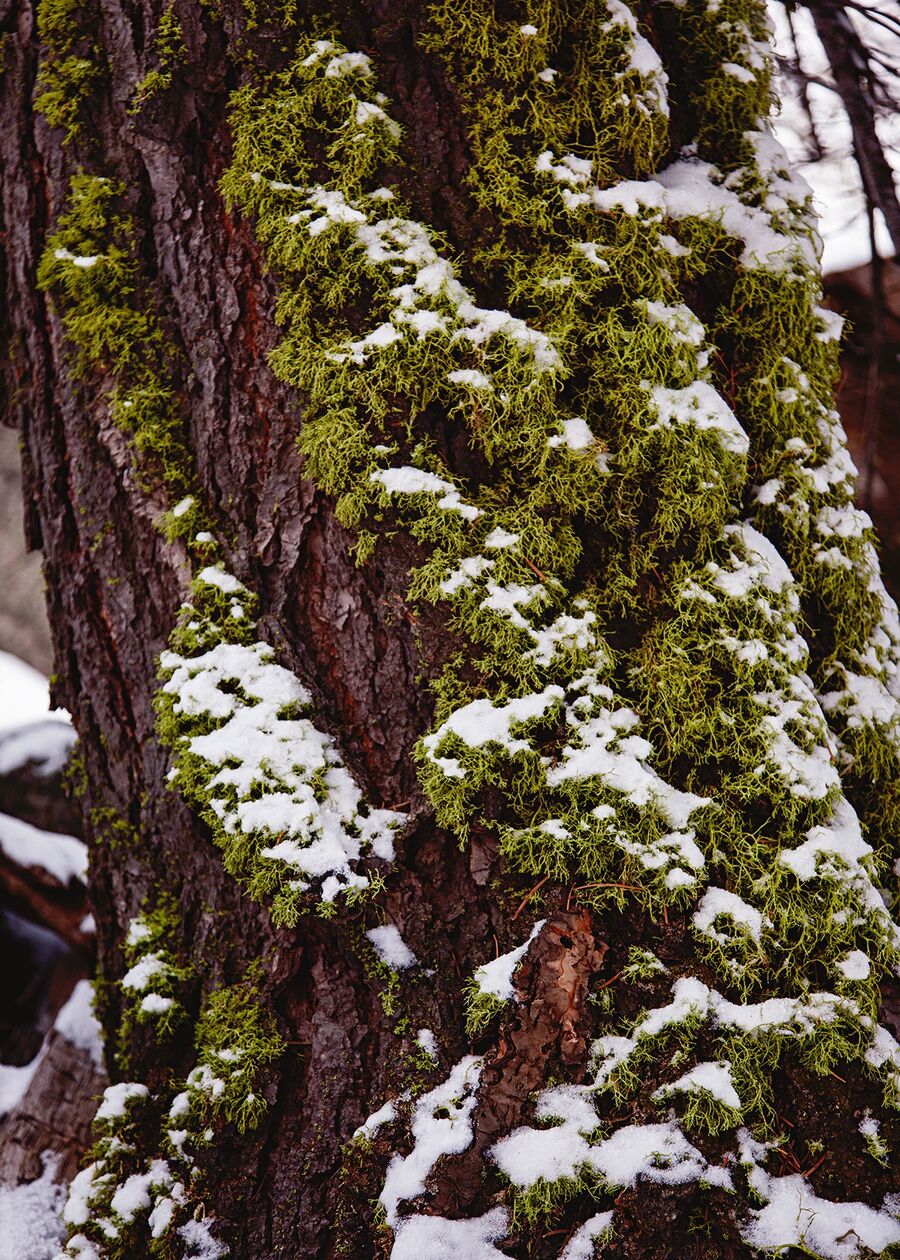Snow on a mossy tree trunk