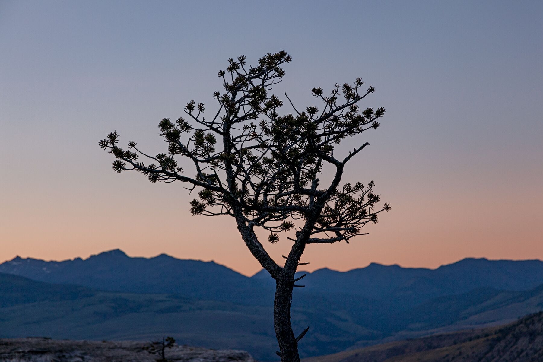 A tree silhouetted by a sunset in Yellowstone National Park, Wyoming