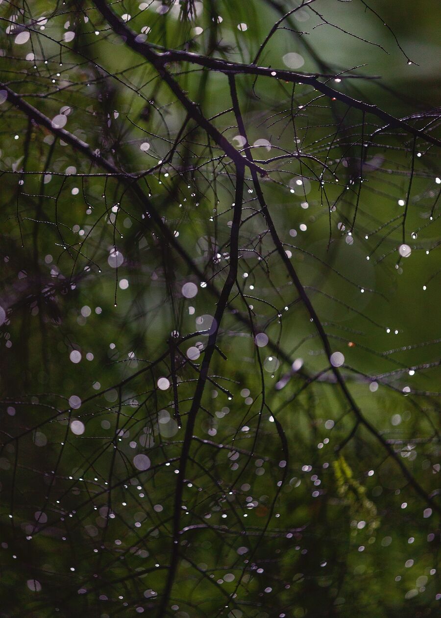 Raindrops on tree branches