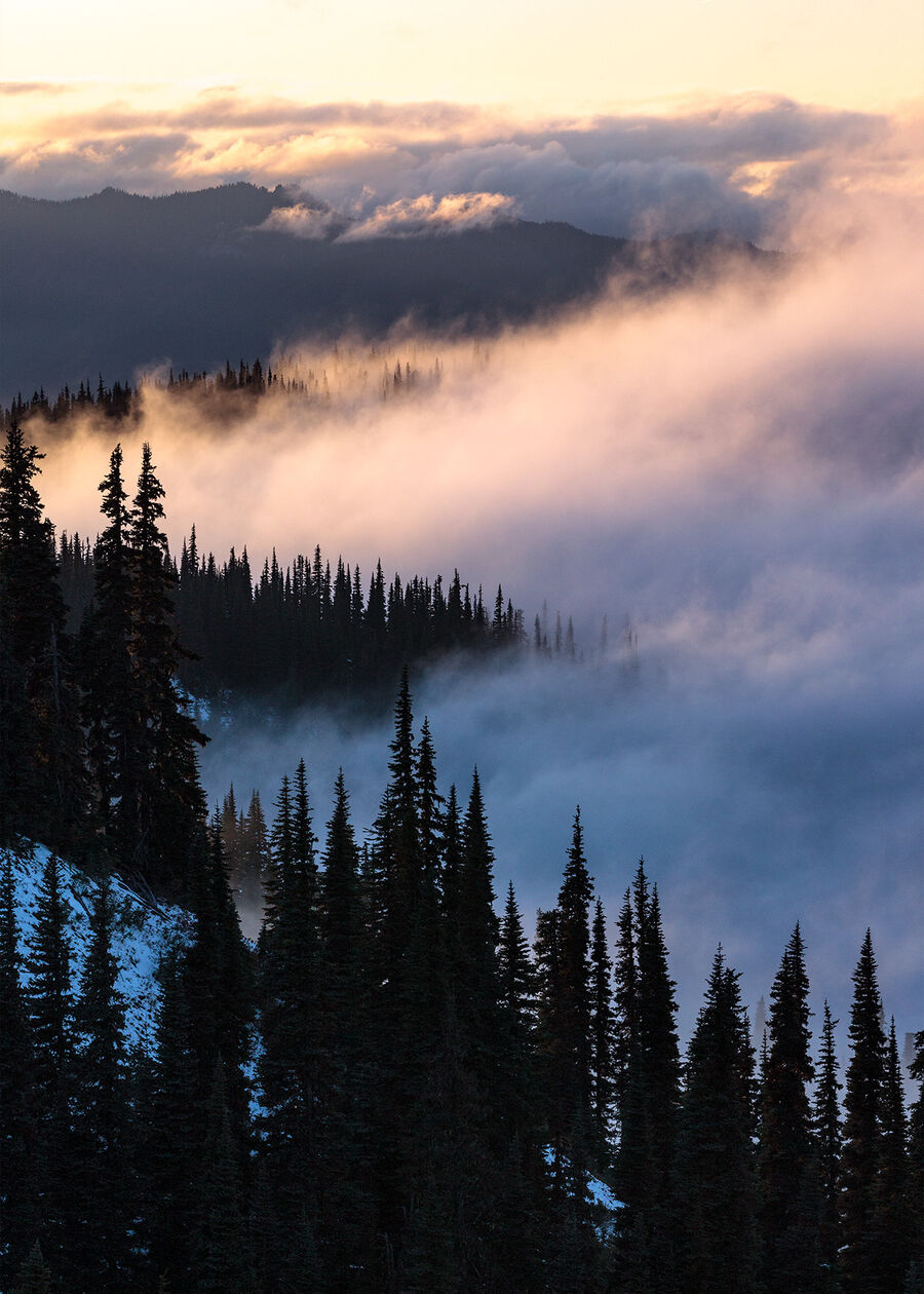 Pine trees poking out of thick clouds on Hurricane Ridge in Olympic National Park