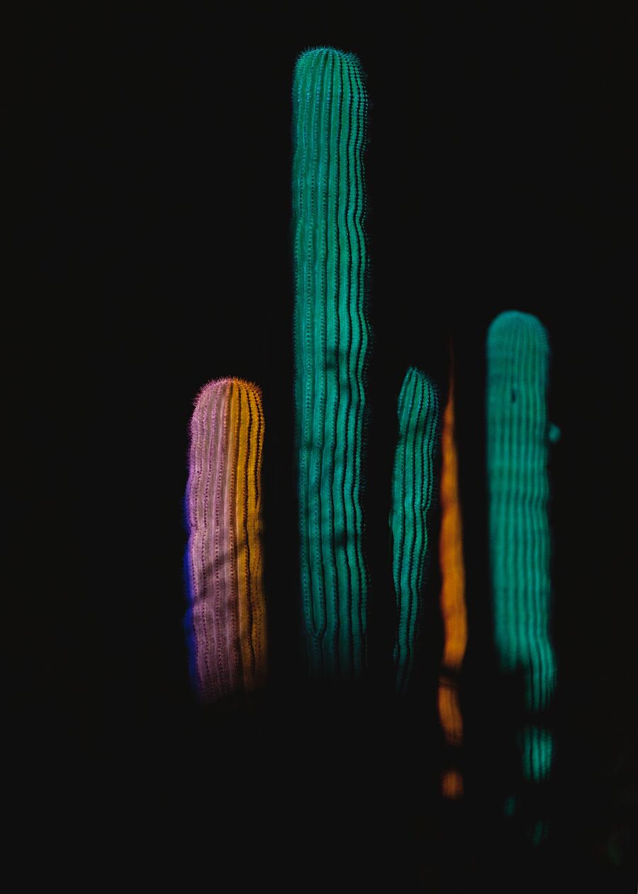 A saguaro cactus lit by lights at the Desert Botanical Garden in Phoenix, Arizona